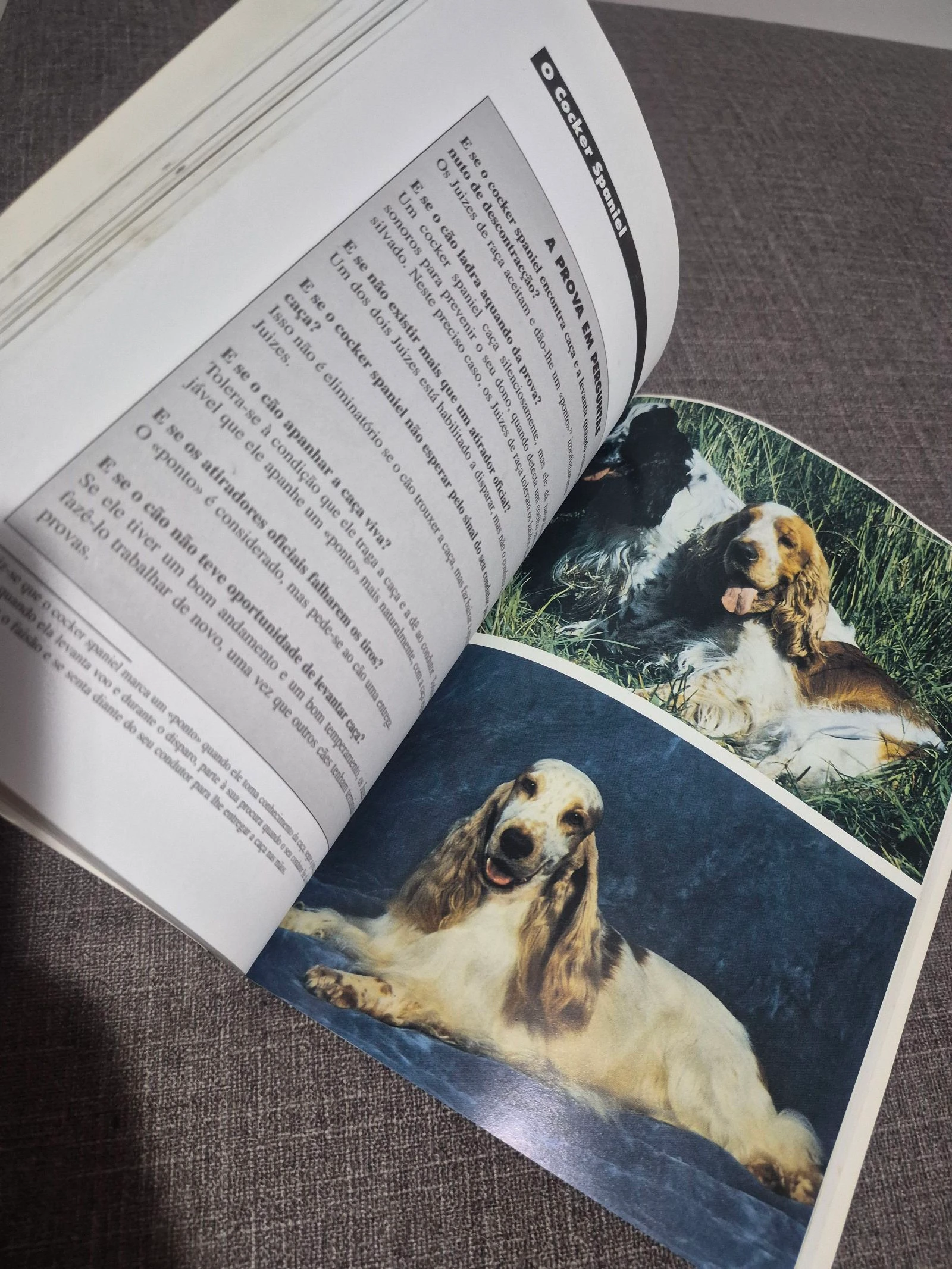 Book The Cocker Spaniel – photo 3